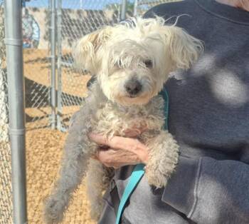 HARRY -  Poodle and Mixed Breed Dog for Adoption in Albuquerque, New Mexico - HARRY | PetCurious