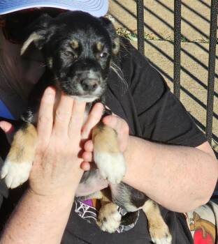 Rescue Shepherd Dogs for Adoption in Longview, Texas - Rue | PetCurious