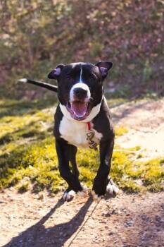 Pit Bull Terrier Dogs Available for Adoption in Grafton, West Virginia - Niko | PetCurious