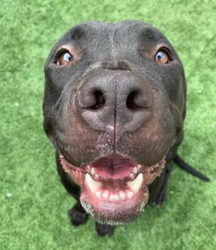 WILL YOU FOSTER ME----OUT OF TIME - MARLEY A549895 (Kid and dog  -  Pit Bull Terrier Dog for Adoption in San Marcos, California - WILL YOU FOSTER ME----OUT OF TIME - MARLEY A549895 (Kid And Dog  | PetCurious