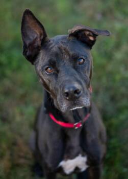 Harry -  Labrador Retriever Dog for Adoption in Stratham, New Hampshire - Harry | PetCurious