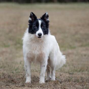 Border Collie Dogs Available for Adoption in Henderson, Kentucky - Gunner | PetCurious