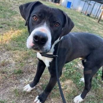 Labrador Retriever Dogs Available for Adoption in Williston, Vermont - Dougy | PetCurious