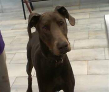 Doberman Pinscher Dogs Available for Adoption in Charlotte, North Carolina - A1265022 | PetCurious