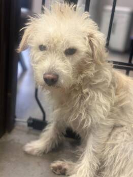 Rescue Poodle and Terrier Dogs for Adoption in Tehachapi, California - Casper | PetCurious