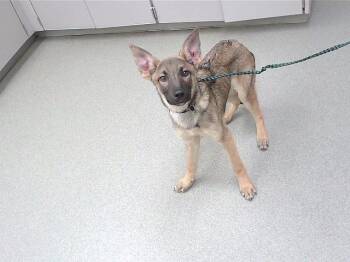 German Shepherd Dog and Mixed Breed Dogs Available for Adoption in Omaha, Nebraska - WHISKY | PetCurious