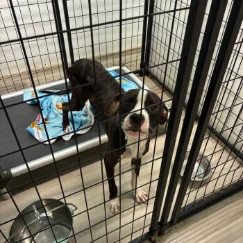 Gus Gus -  Pit Bull Terrier Dog for Adoption in St. Louis, Missouri - Gus Gus | PetCurious