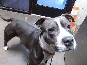American Staffordshire Terrier and Mixed Breed Dogs Available for Adoption in Tulsa, Oklahoma - DRIP | PetCurious