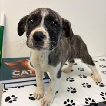 Catahoula Leopard Dog Dogs Available for Adoption in Nashville, Tennessee - Wren | PetCurious