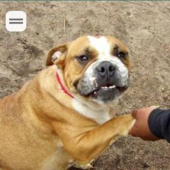 English Bulldog Dogs Available for Adoption in Belmar, New Jersey - Marmalade | PetCurious