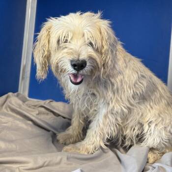 NESSA -  Mixed Breed Dog for Adoption in Las Cruces, New Mexico - NESSA | PetCurious