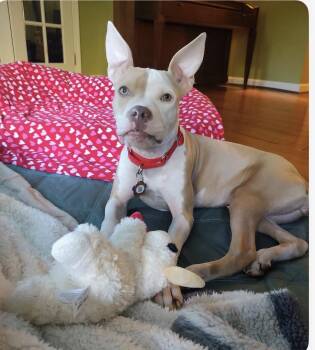 Carly -  American Staffordshire Terrier Dog for Adoption in Austintown, Ohio - Carly | PetCurious