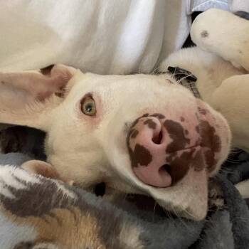 Niko -  Mixed Breed and Great Dane Dog for Adoption in Brownsboro, Alabama - Niko | PetCurious