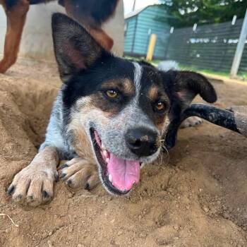 Foster Gigi -  Australian Cattle Dog Blue Heeler Dog for Adoption in Oswego, Illinois - Foster Gigi | PetCurious