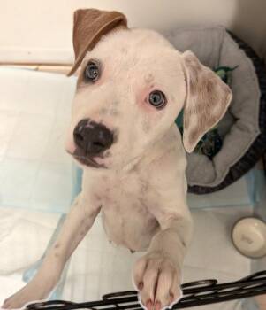 Ford -  Terrier Dog for Adoption in Newport, Kentucky - Ford | PetCurious