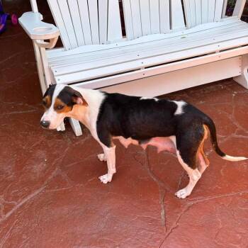 Beagle Dogs Available for Adoption in Willingboro, New Jersey - Julia | PetCurious