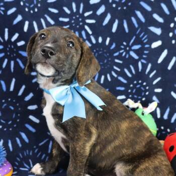 Rescue Labrador Retriever Dogs for Adoption in Fayetteville, Arkansas - Bubbles | PetCurious