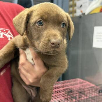 Mixed Breed Dogs Available for Adoption in Martinsville, Virginia - Penelope Garcia | PetCurious