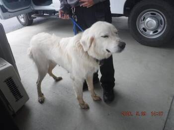 AMBER -  Great Pyrenees Dog for Adoption in Oroville, California - AMBER | PetCurious