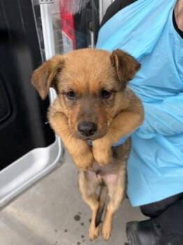 Ronnie -  German Shepherd Dog and Mixed Breed Dog for Adoption in Fresno, California - Ronnie | PetCurious