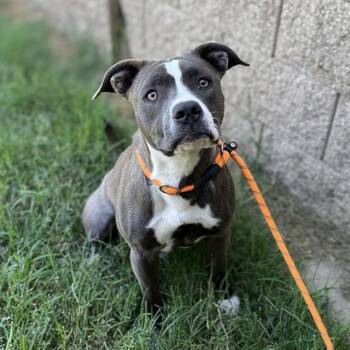 Rescue Pit Bull Terrier and Mixed Breed Dogs for Adoption in Modesto, California - LARK | PetCurious
