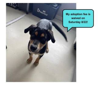 ROCCO* -  German Shepherd Dog and Siberian Husky Dog for Adoption in Santa Cruz, California - ROCCO* | PetCurious