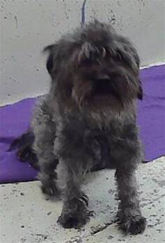 A2094255 -  Schnauzer and Mixed Breed Dog for Adoption in Houston, Texas - A2094255 | PetCurious
