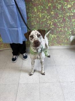 Digby -  German Shorthaired Pointer and Mixed Breed Dog for Adoption in San Antonio, Texas - Digby | PetCurious