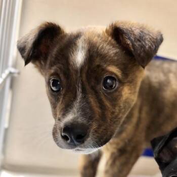Cattle Dog and Mixed Breed Dogs Available for Adoption - Bodie | PetCurious