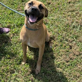 Rescue Boxer Dogs for Adoption in Grayson, Georgia - Thelma | PetCurious