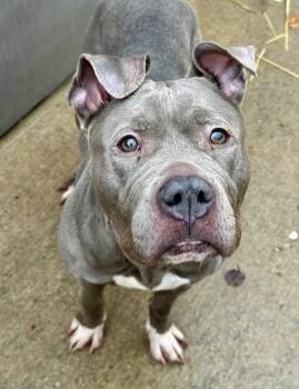 Pit Bull Terrier Dogs Available for Adoption in Chicago, Illinois - Dorothy | PetCurious