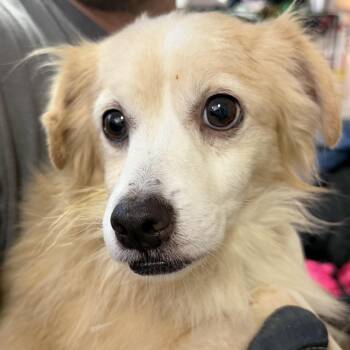 Poo-pa -  Mixed Breed Dog for Adoption in Columbia, South Carolina - Poo-pa | PetCurious