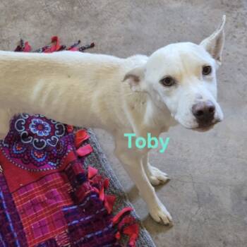 Rescue Shepherd Dogs for Adoption in Grand Junction, Colorado - Toby | PetCurious