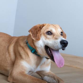 Yellow Labrador Retriever and Mixed Breed Dogs Available for Adoption - Michael Buble D68125 | PetCurious