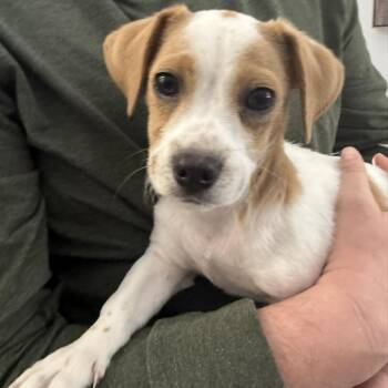 Beagle and Terrier Dogs Available for Adoption in Chino Hills, California - Raph -*Available 4/25*Chino Hills Location | PetCurious