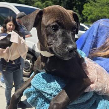 Veronica -  Labrador Retriever and Mixed Breed Dog Available for Adoption in Voorhees Township, New Jersey - Veronica | PetCurious