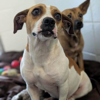 Miss Piggy -  Feist Dog for Adoption in Spruce Pine, North Carolina - Miss Piggy | PetCurious