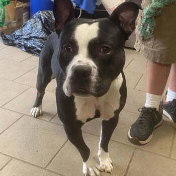 Babadook Stray Hold 10/21 -  Mixed Breed Dog for Adoption in Huntington, West Virginia - Babadook Stray Hold 10/21 | PetCurious