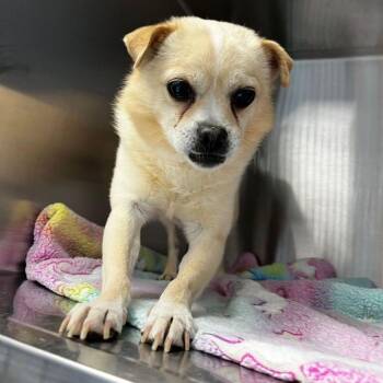 Chihuahua and Pug Dogs Available for Adoption in Kingman, Arizona - Philip | PetCurious