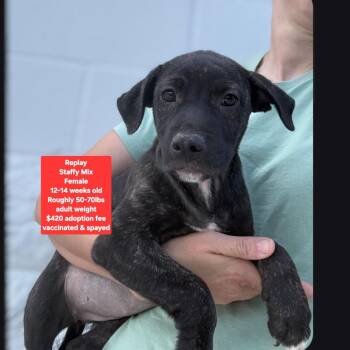 Replay -  Staffordshire Bull Terrier Dog for Adoption in Oviedo, Florida - Replay | PetCurious