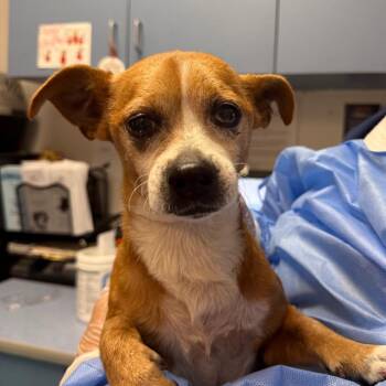Robo -  Mixed Breed Dog for Adoption in Charleston, West Virginia - Robo | PetCurious