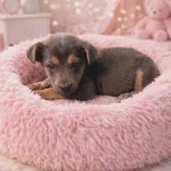 Mixed Breed Dogs Available for Adoption in Brewton, Alabama - Gemma  | PetCurious