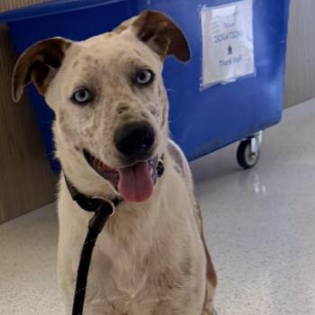 Pacheco A2289781 -  Cattle Dog Dog for Adoption in Middletown, New York - Pacheco A2289781 | PetCurious