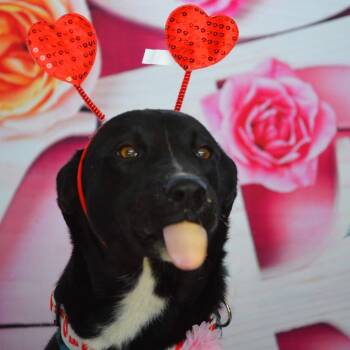 Black Labrador Retriever and Border Collie Dogs Available for Adoption in Austin, Texas - Ruby JuM | PetCurious