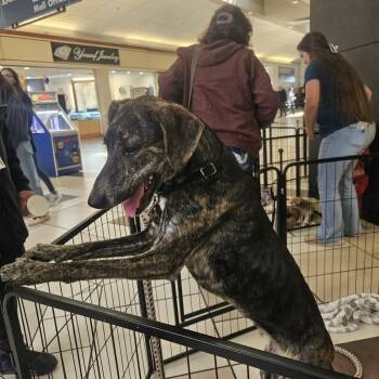 Dalmatian Dogs Available for Adoption - Nova | PetCurious