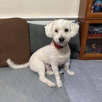Rescue Maltipoo Dogs for Adoption in Tustin, California - Brodi Is In Need Of Fantastic Home | PetCurious