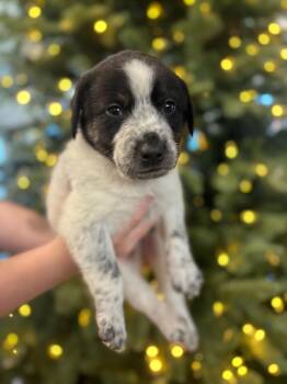 Rescue Hound Dogs for Adoption in Spring Hill, Tennessee - Kirk | PetCurious