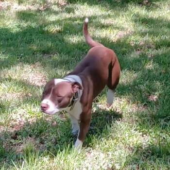 American Bully Dogs Available for Adoption in Richmond, Kentucky - Luna | PetCurious