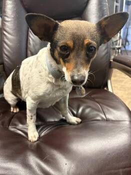 Chihuahua and Cattle Dog Dogs Available for Adoption - Gyro | PetCurious