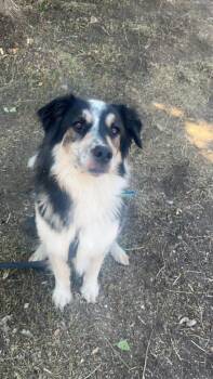 Eli -  Border Collie and Australian Cattle Dog Blue Heeler Dog for Adoption in Millcreek, Utah - Eli | PetCurious